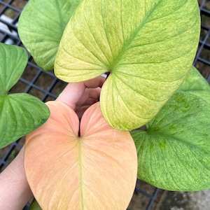 ホマロメナ ピンクダイヤモンド 斑入り 6インチポット 希少植物