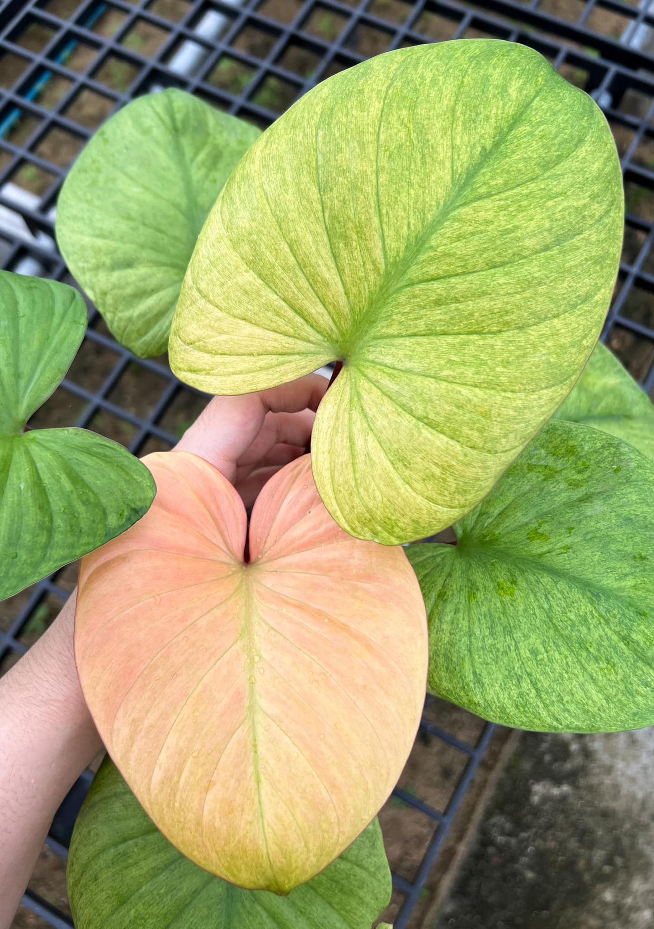 ホマロメナ・ルベセンス ミントピンク 斑入り 6インチ 植物 | 斑入り