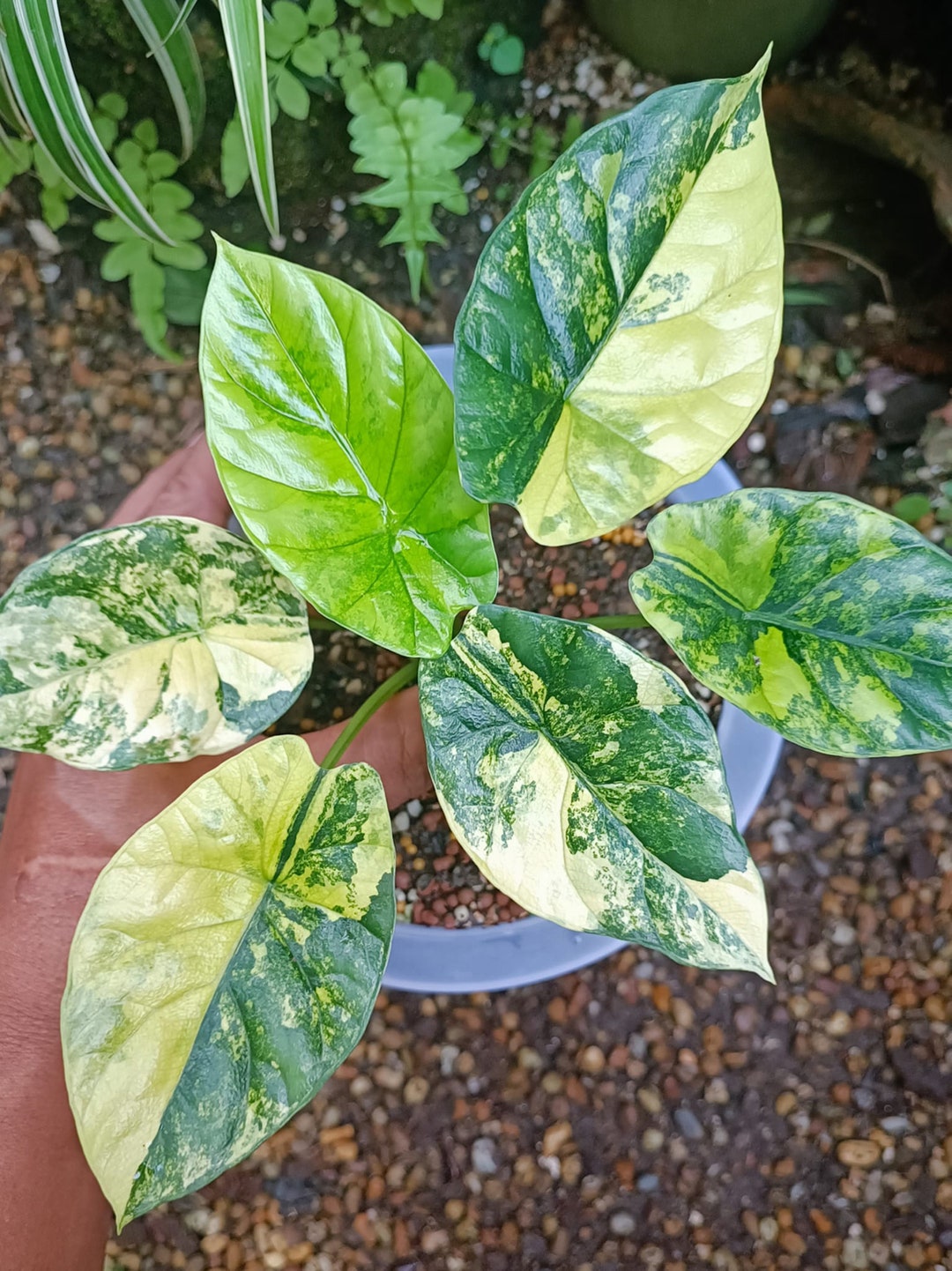 Buy Alocasia Sinuata Variegated Starter Plant Well Variegation 