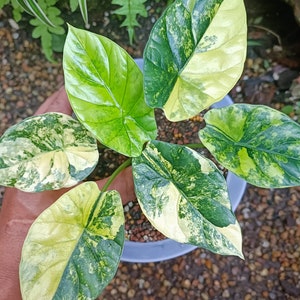 Planta de inicio Alocasia Sinuata variegada con buena variegación / Alocasia Sinuata Albo variegada - Elección del cultivador