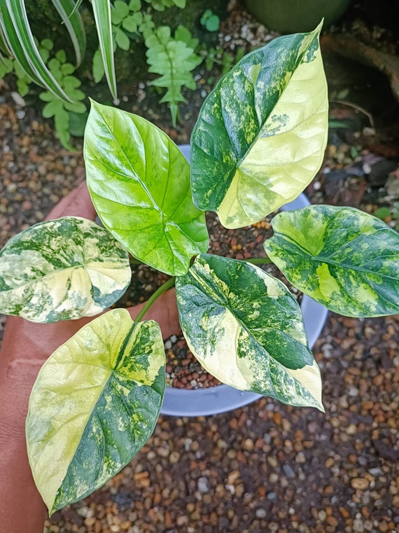 Alocasia Sinuata Variegated Starter Plant Well Variegation 