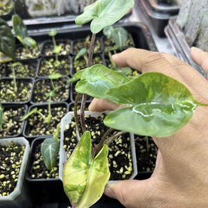 Alocasia stingray variegada de 3" Planta bien variegada / Alocasia stingray abigarrada rosa - La elección del cultivador