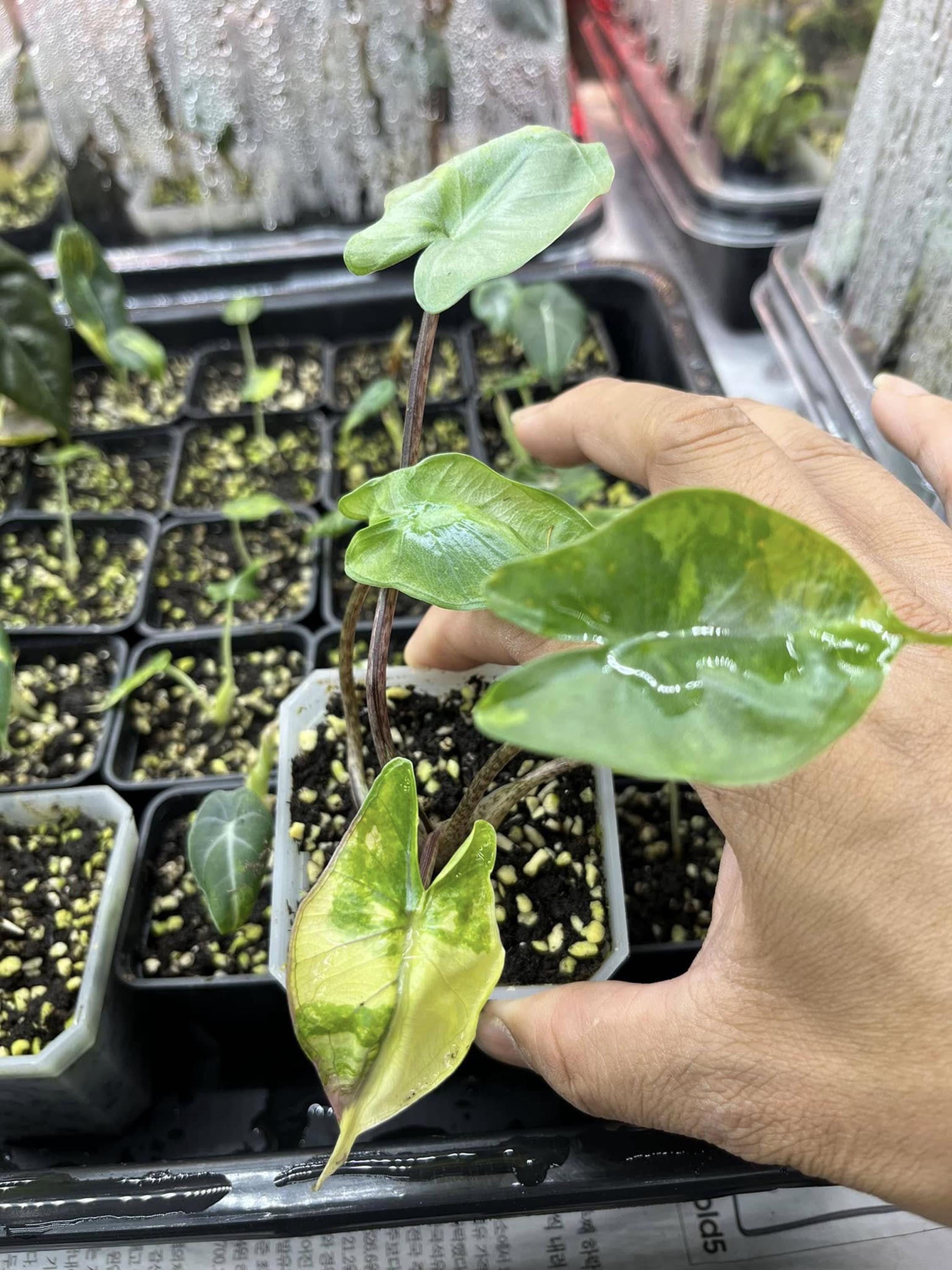 Variegated alocasia melo - Etsy 日本