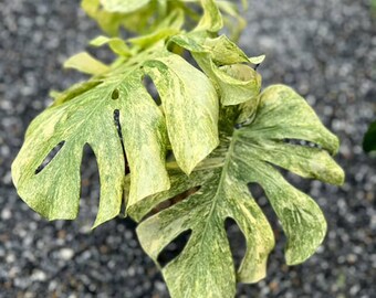 Variegated Legacy Monstera Deliciosa | 6