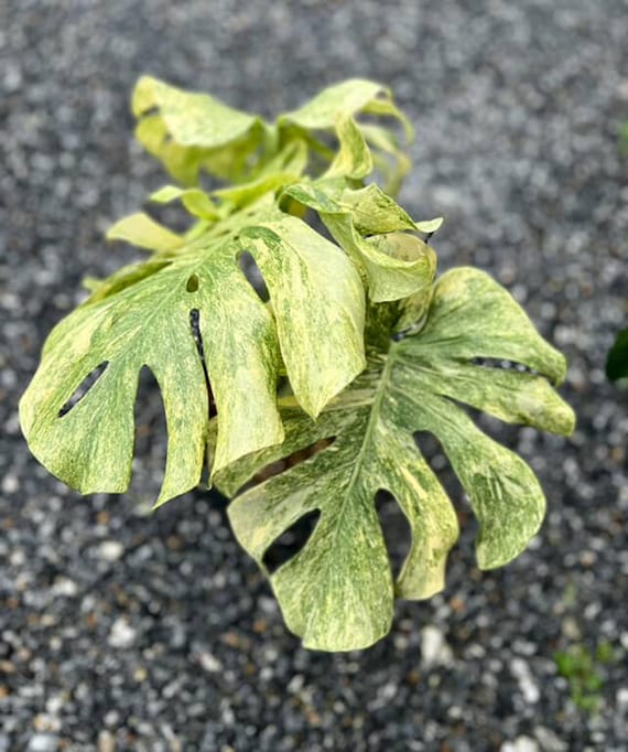 Variegated Legacy Monstera Deliciosa | 6