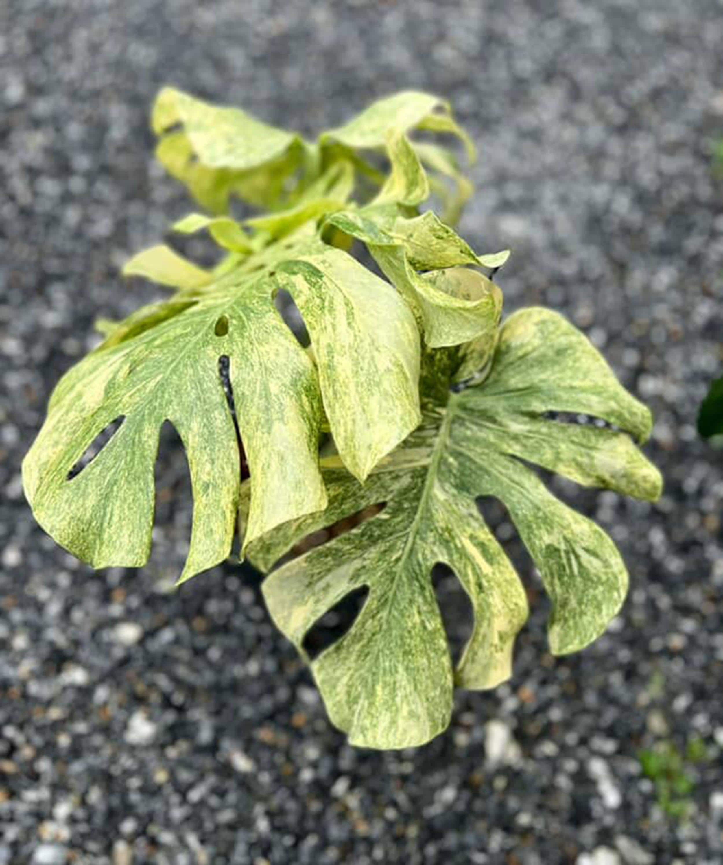 斑入りレガシーモンステラデリシオサ | 6インチ鉢植え - Etsy 日本
