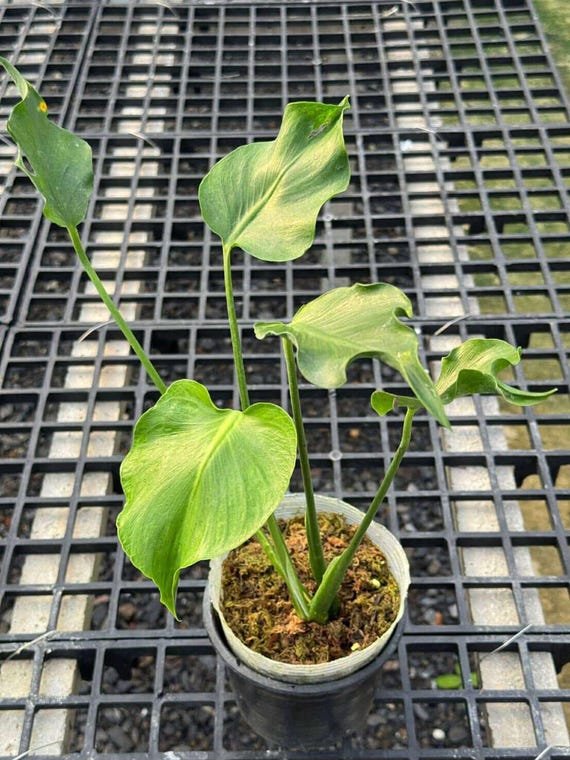 Monstera Unniiae 6