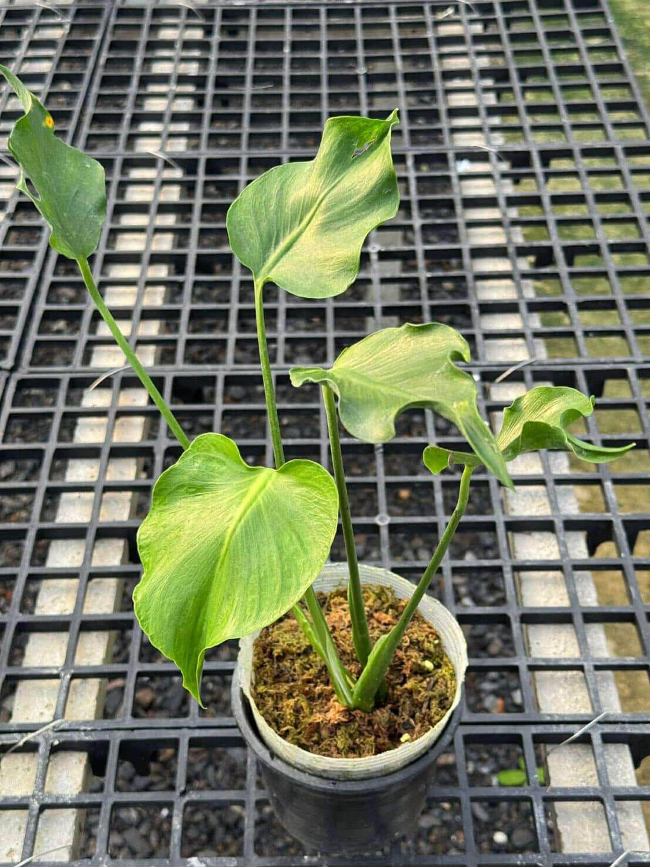 Monstera Unniiae 6
