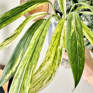 Anthurium Vittarifolium Variegated - Tissue Culture (1 Plant/Glass Bottle, Bag)