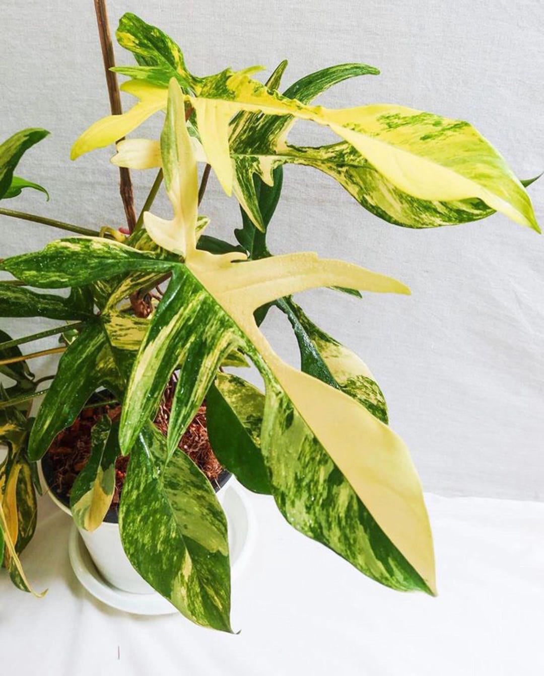 lucky plant kaufen Zamioculcas zamiifolia "Lucky"