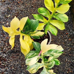 Philodendron Firebird - Etsy