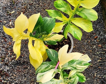 Philodendron Distantilobum Variegated plant | RARE well variegated