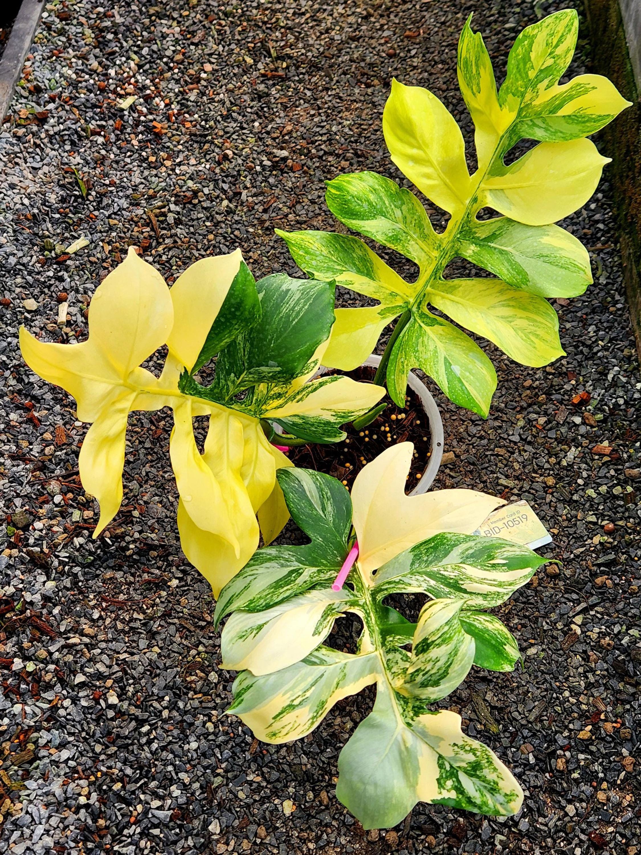 Philodendron Distantilobum Variegated Plant | RARE Well Variegated