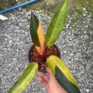 Philodendron Firebird Variegated Plant | RARE Well Variegated - Etsy