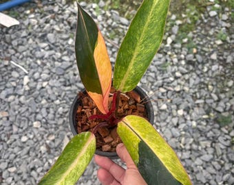 Philodendron Firebird variegated plant | RARE well variegated