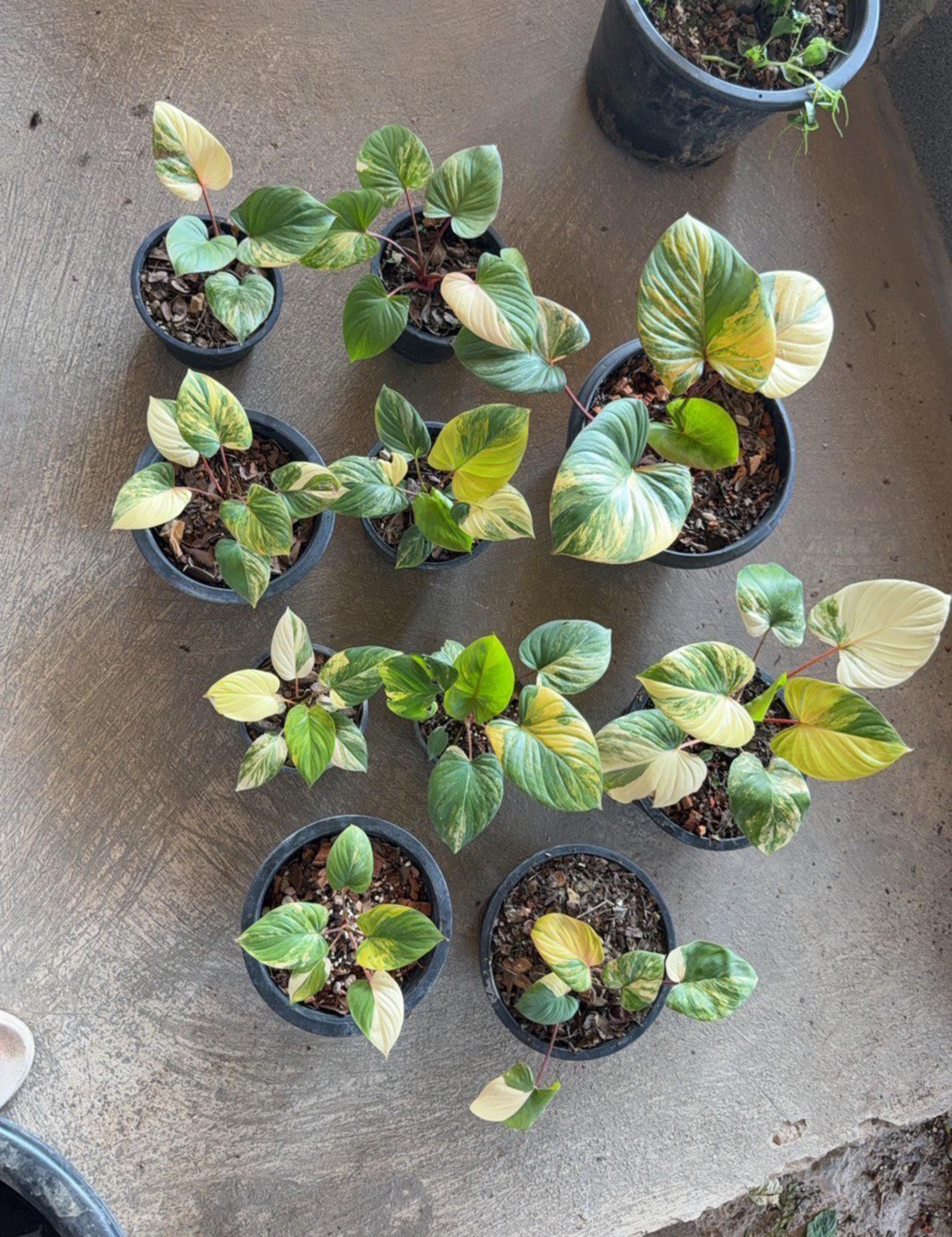 Homalomena HR6 【K0522-f3】 K0522-f3 HR6 Homalomena 【K0522-f3】 HR6 Homalomena | PLANTS KZT