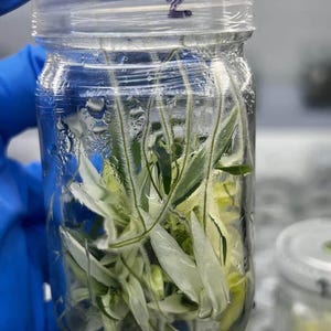 Könnte beinhalten: Ein klares Glasgefäß mit Pflanzenstecklingen mit weißen und grünen Blättern. Das Gefäß ist mit einem transparenten Deckel verschlossen und mit der Nummer "2" beschriftet. Das Gefäß wird von einer Person mit einem blauen Handschuh gehalten.