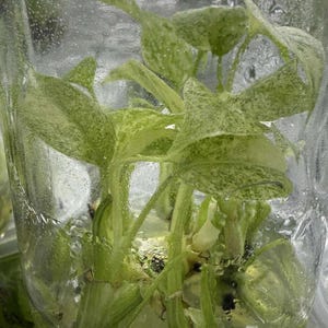 Puede incluir: Primer plano de un tarro de cristal que contiene varias plantas verdes pequeñas. Las plantas tienen hojas de color verde claro con motas blancas. El tarro está lleno de un líquido transparente y se ve condensación.