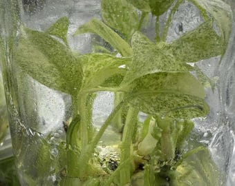 Variegated Monstera Starlight Tissue Culture, Rare Variegation
