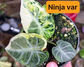 アロカシア・ニンジャ斑入り植物 斑入りが良い - 栽培者の選択 - Etsy 日本