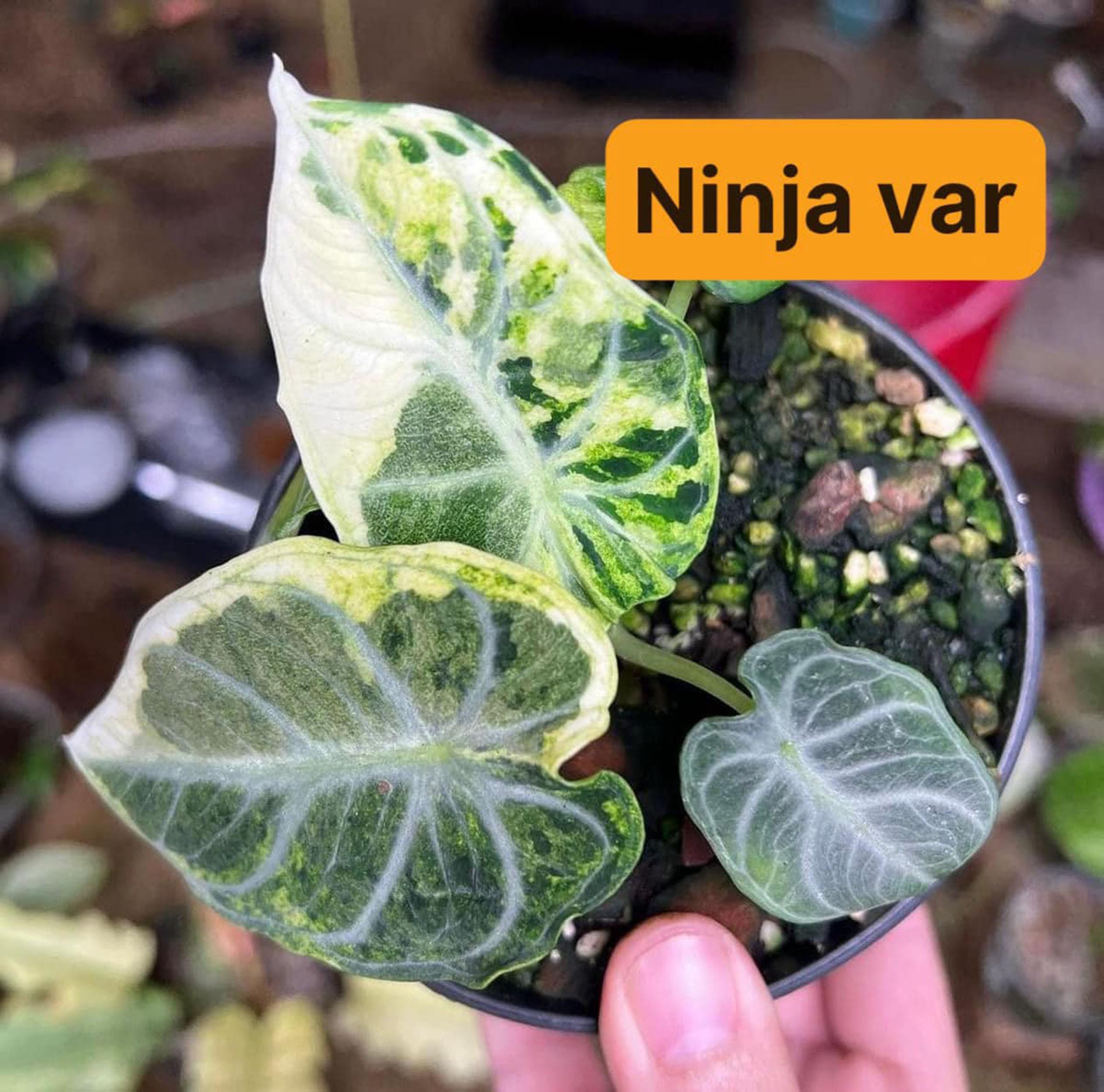 アロカシア・ニンジャ斑入り植物 斑入りが良い - 栽培者の選択 - Etsy 日本