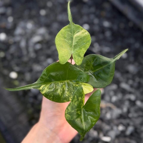 斑入りアロカシア・スティングレイ | 4インチ鉢植え熱帯観葉植物