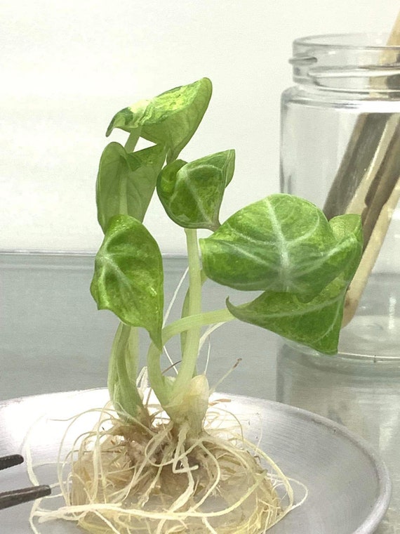 Variegated Alocasia Ninja Tricolor Tissue Culture Plant - Etsy