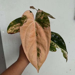 Anthurium Pap var. x RL (Ralph Lynam), zeldzame levende plant 6" pot