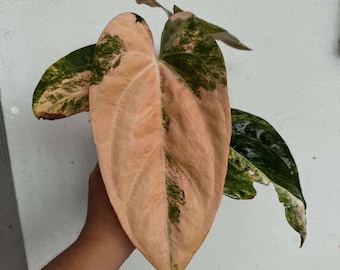 Anthurium Pap var. x RL (Ralph Lynam), Rare live plant 6" pot