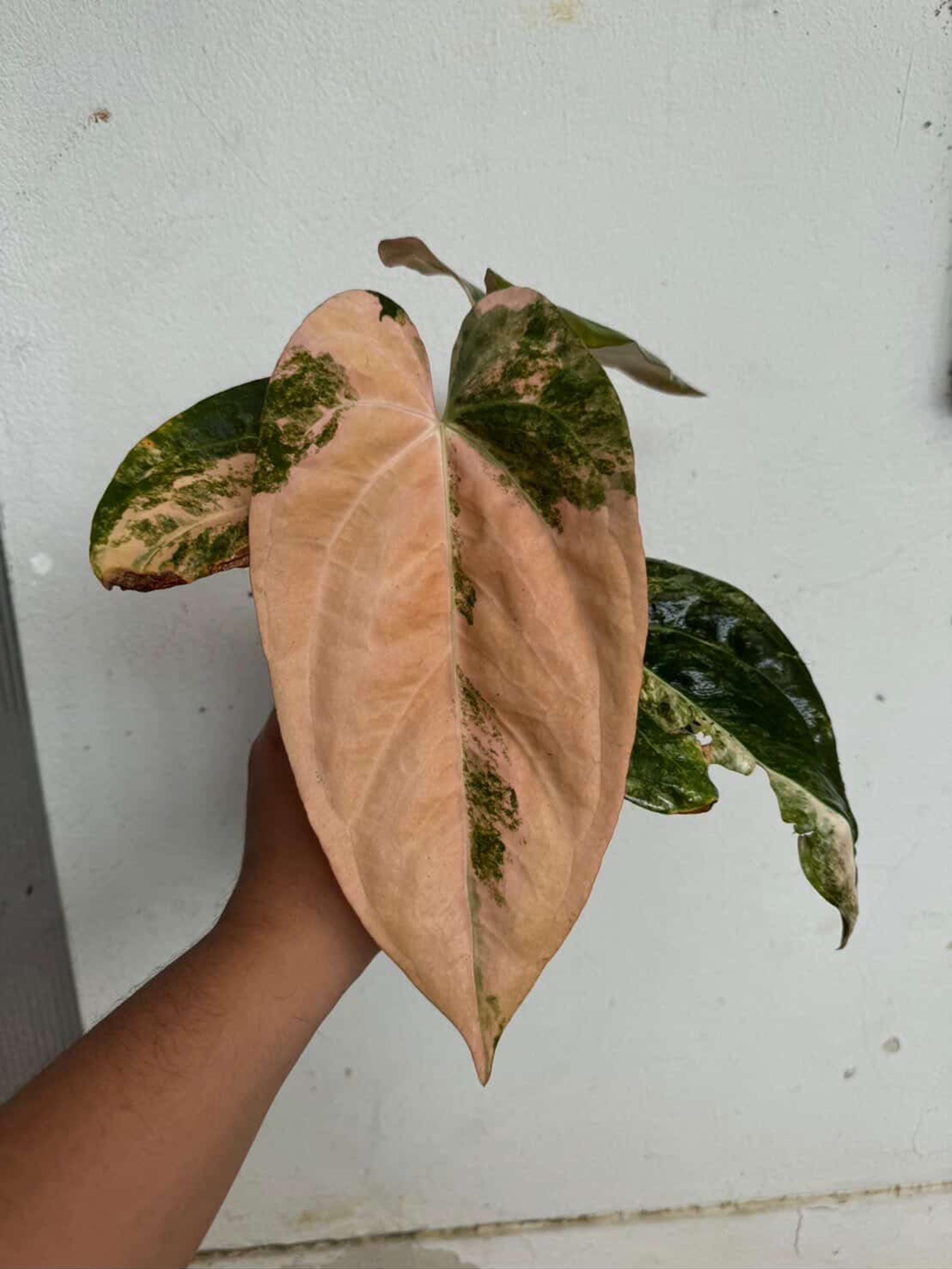 Anthurium Pap Var. X RL (ralph Lynam), Rare Live Plant 6