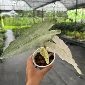 Alocasia polly variegated Tissue Culture - Elección del cultivador de alta variedad (1 planta/botella de vidrio, bolsa)