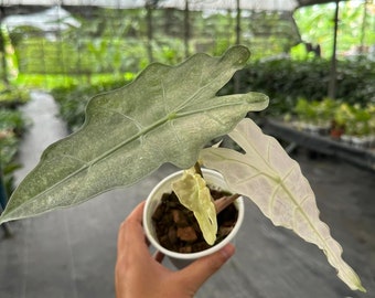 Alocasia polly variegated Tissue Culture - High variegation Grower's choice (1 Plant/Glass Bottle, Bag)