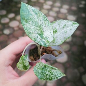 Alocasia Odora Viet Baltik Starter Pflanzen gut Variegation - Wahl des Anbauers, Neue Rarität aus Vietnam
