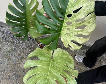 il_340x270.7378285132_hch3.jpg