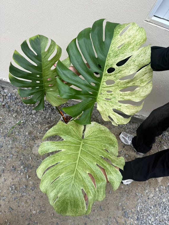 Variegated Mint White Tears Monstera Deliciosa, 2 -3 Leaves, Well