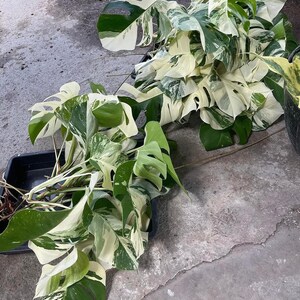May include: Two potted variegated Monstera plants with large, green and white leaves. The plants are on a gray concrete surface.