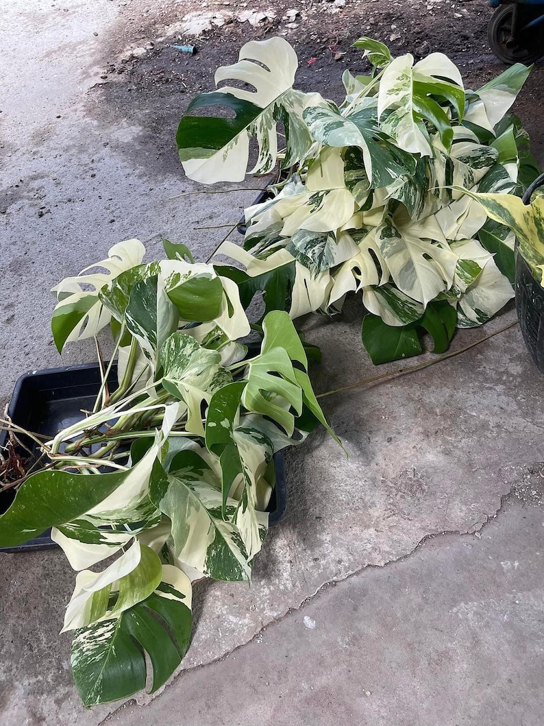 May include: Two potted variegated Monstera plants with large, green and white leaves. The plants are on a gray concrete surface.