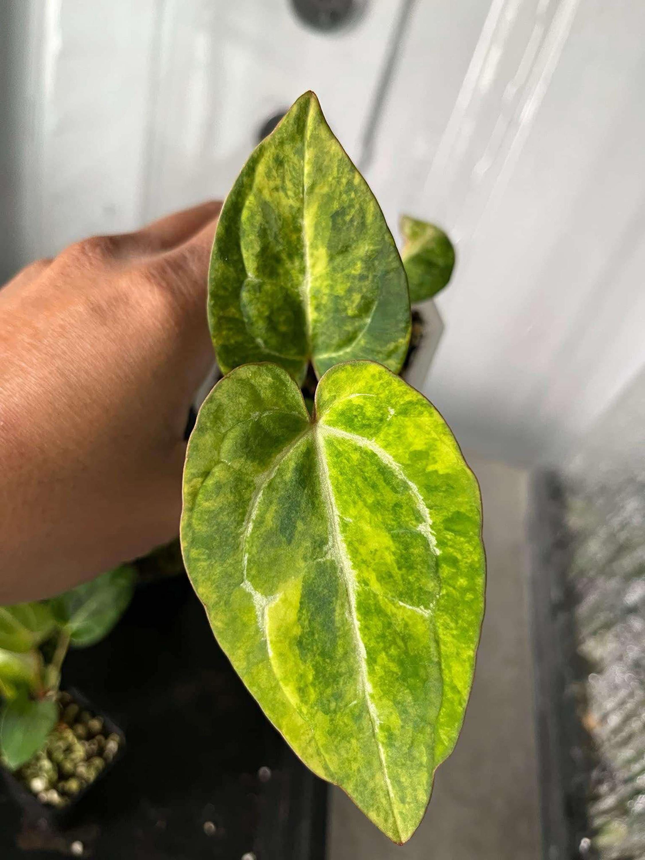 Anthurium papillilaminum x magnificum variegated 希少植物 - 組織
