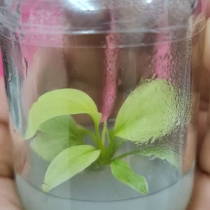 Homalomena rubescens mint pink variegated Tissue Culture Plants - High variegation Grower&#39;s choice (1 Plant/Glass Bottle, Bag)