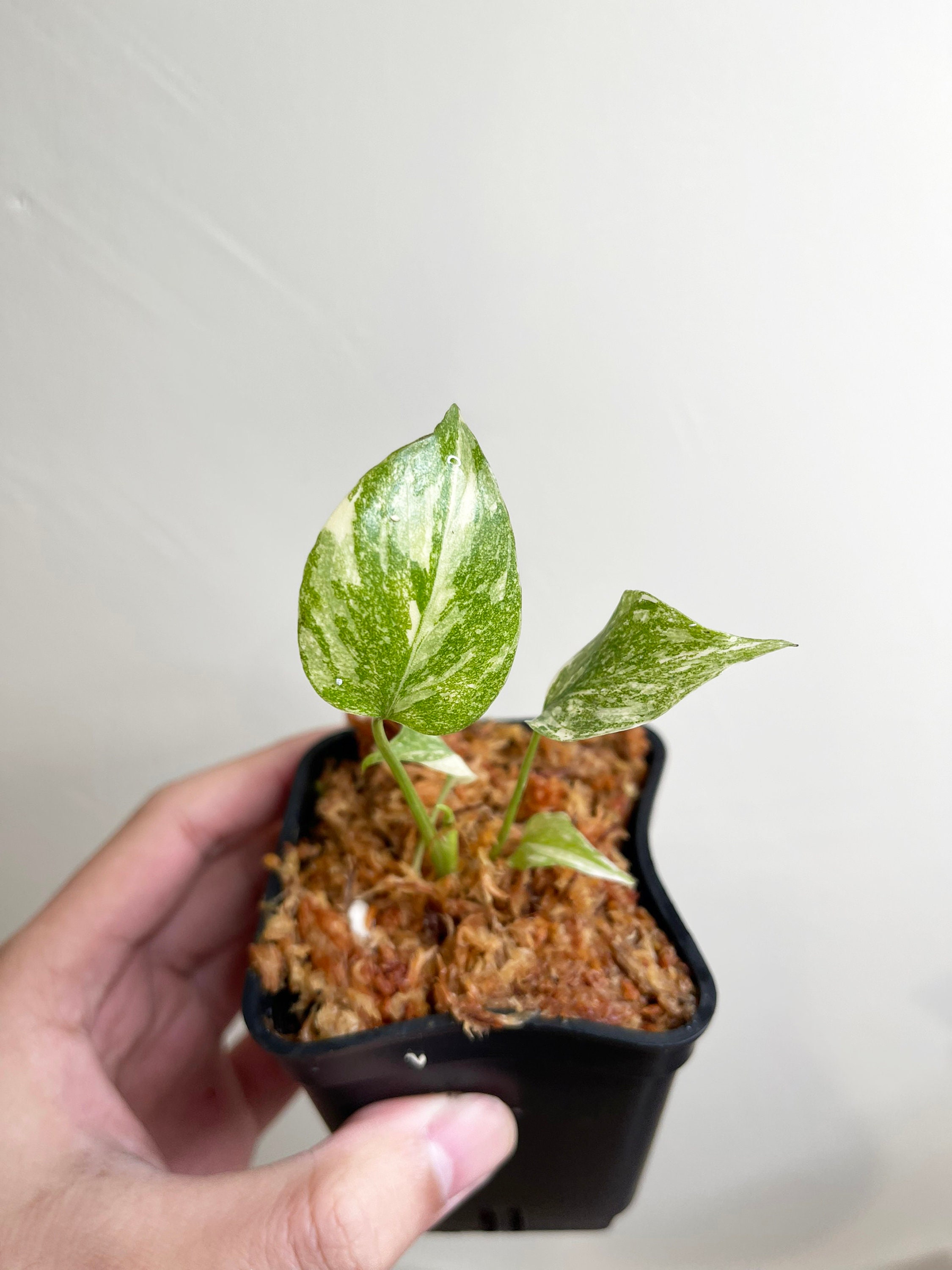 Creme Brulee Monstera Thai Constellation Variegated Starter