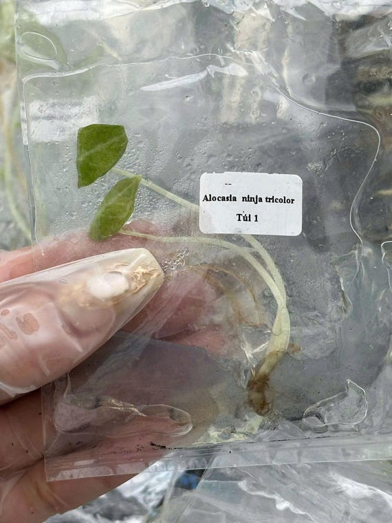 Variegated Alocasia Ninja Tricolor Tissue Culture Plant - Etsy