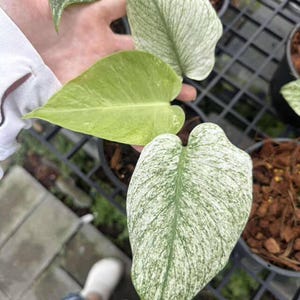 Monstera Silver Star, Monstera Deliciosa Silver Star, Well variegation