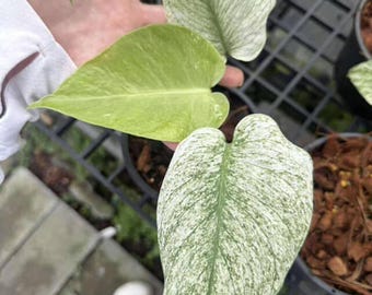 Monstera Silver Star, Variegated Monstera Deliciosa