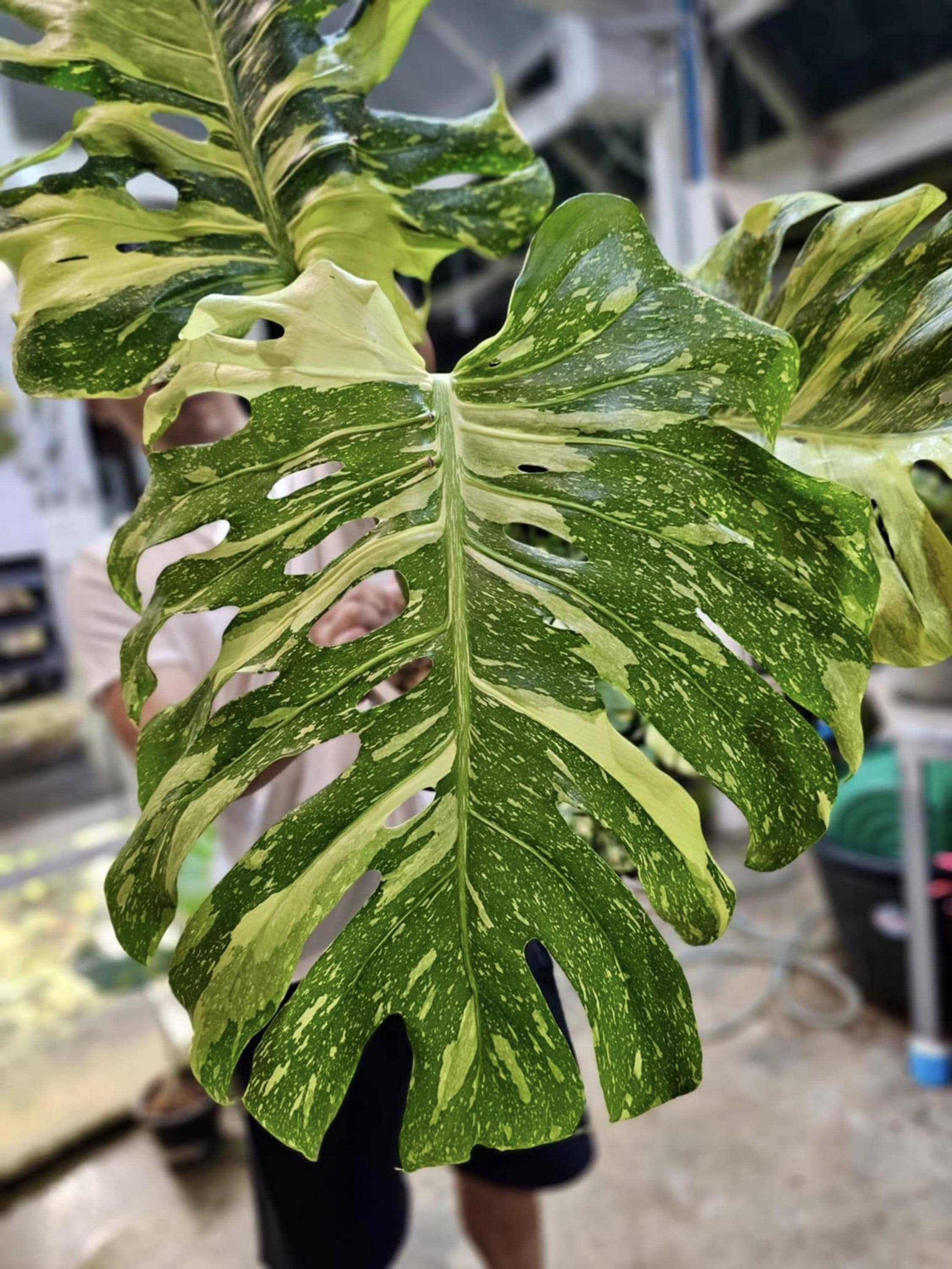 モンステラ デリシオサ エレクトロライト 斑入り、葉1枚＋成長点