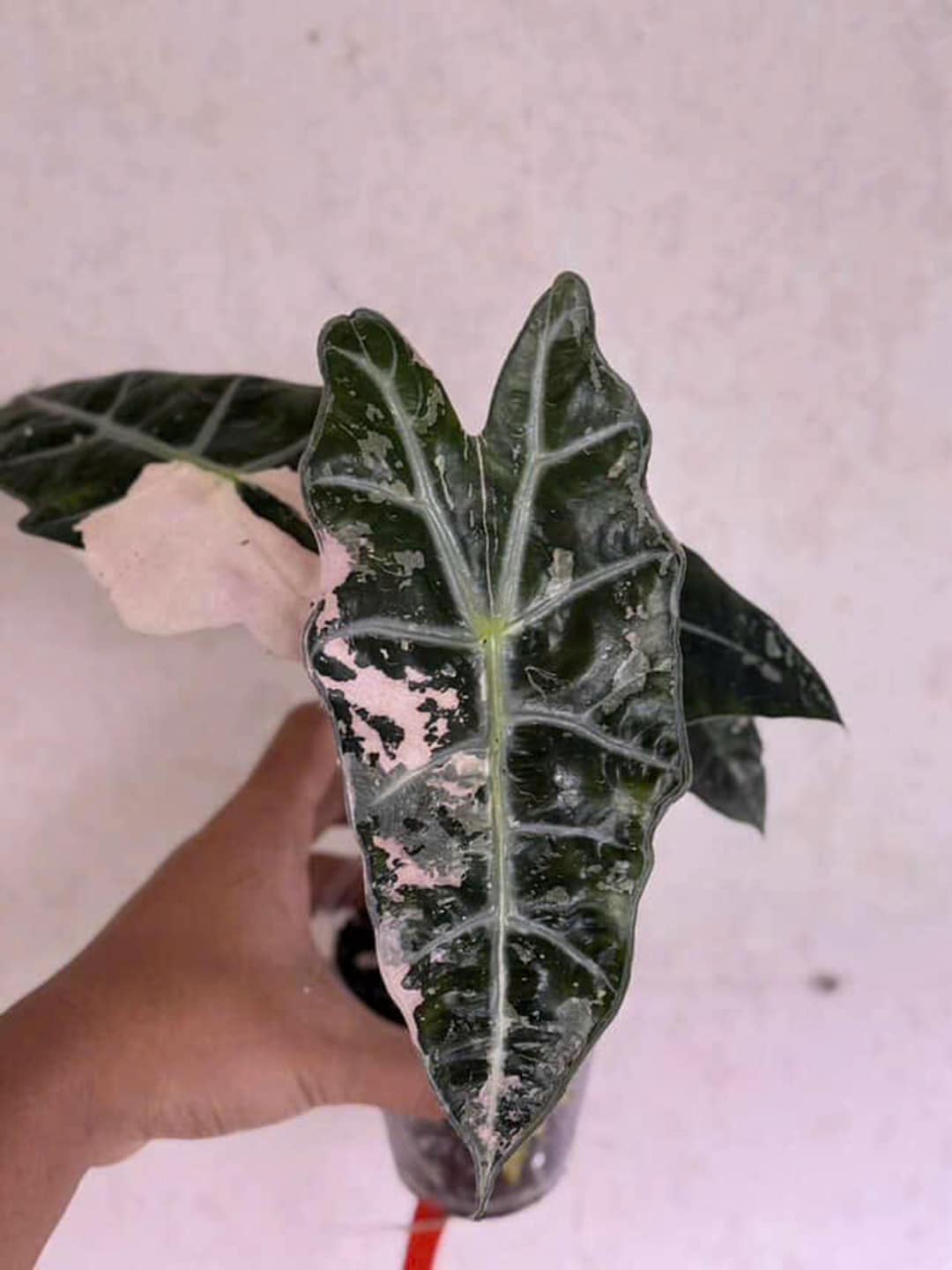 アロカシア・アマゾニカ ピンクアルボ | 4インチの斑入り植物 - Etsy 日本