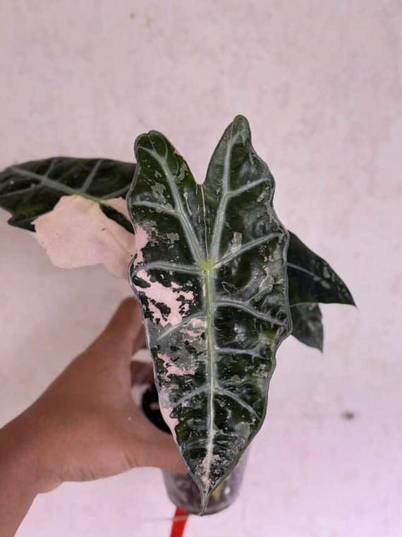 アロカシア・アマゾニカ ピンクアルボ | 4インチの斑入り植物 - Etsy 日本