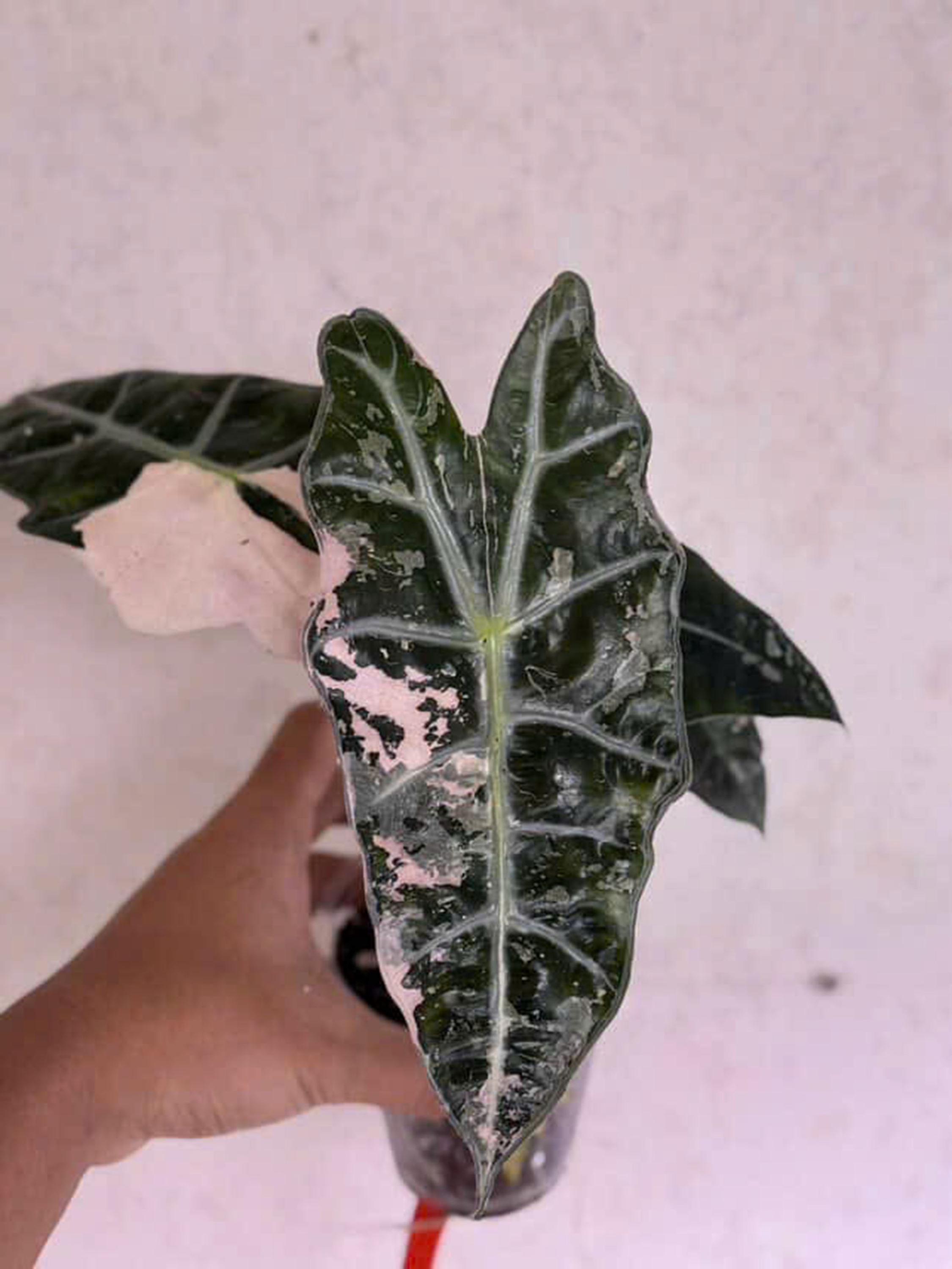 アロカシア・アマゾニカ ピンクアルボ | 4インチの斑入り植物 - Etsy 日本