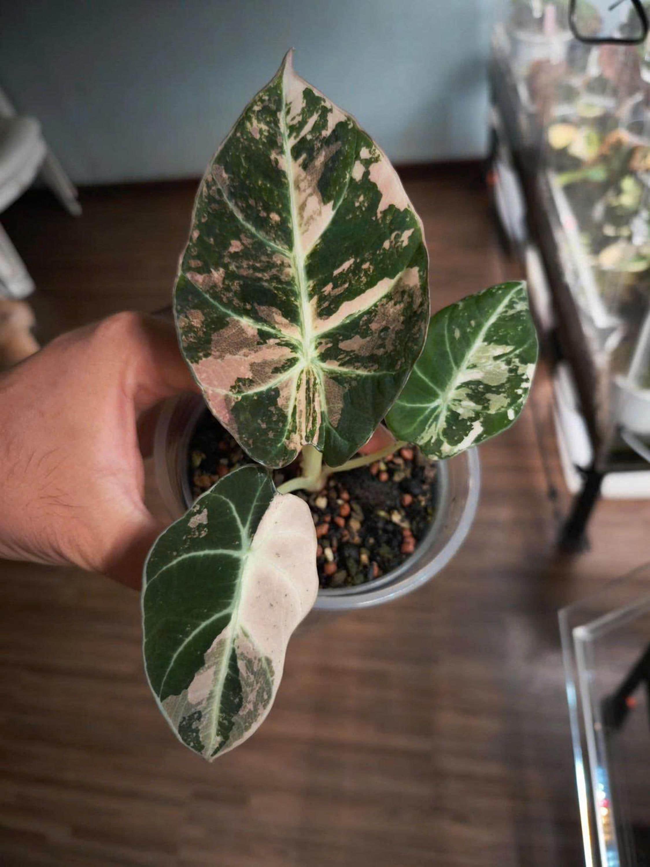 Alocasia Black Velvet Pink Variegated 4
