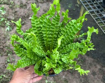 Asplenium Cobra Hybrid, 4" pot