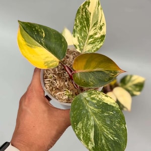 Philodendron Medusa - Etsy